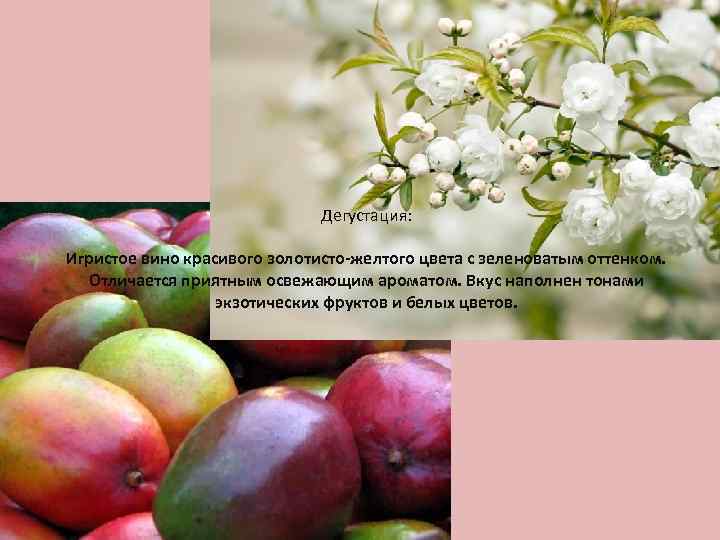 Дегустация: Игристое вино красивого золотисто-желтого цвета с зеленоватым оттенком. Отличается приятным освежающим ароматом. Вкус