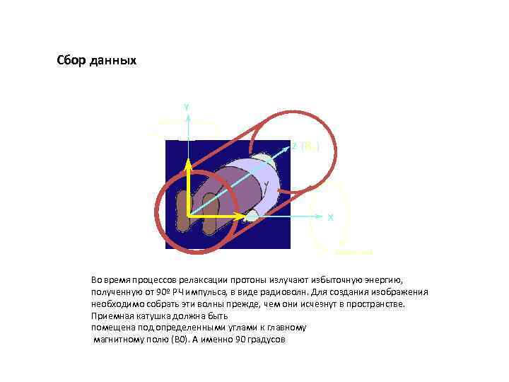 Сбор данных Y Z (B 0 ) X Receiver Coil Во время процессов релаксации