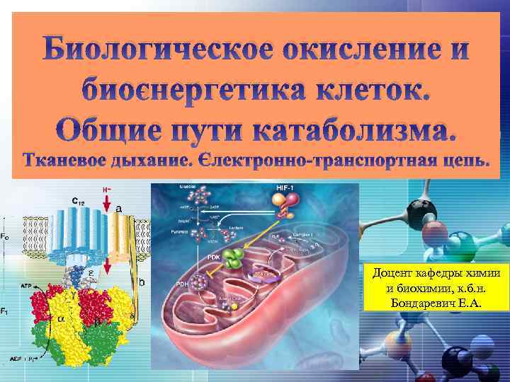 Биологическое окисление и биоэнергетика клеток. Общие пути катаболизма. Тканевое дыхание. Электронно-транспортная цепь. Доцент кафедры