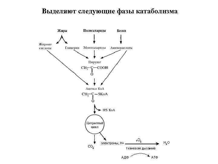 Выделяют следующие фазы катаболизма 