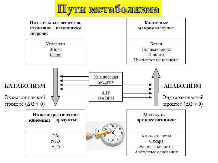 Пути метаболизма Экзэргонический процесс (ΔG < 0) конечные Эндэргонический процесс (ΔG > 0) 