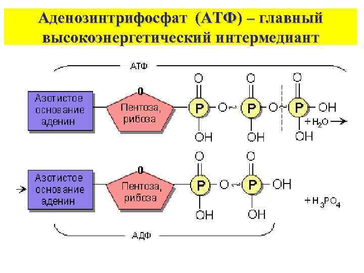 Аденозинтрифосфат (АТФ) – главный высокоэнергетический интермедиант 