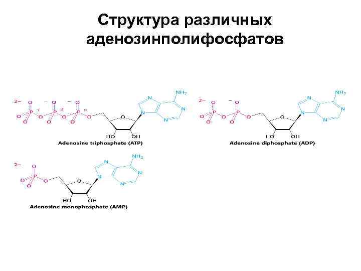 Структура различных аденозинполифосфатов 