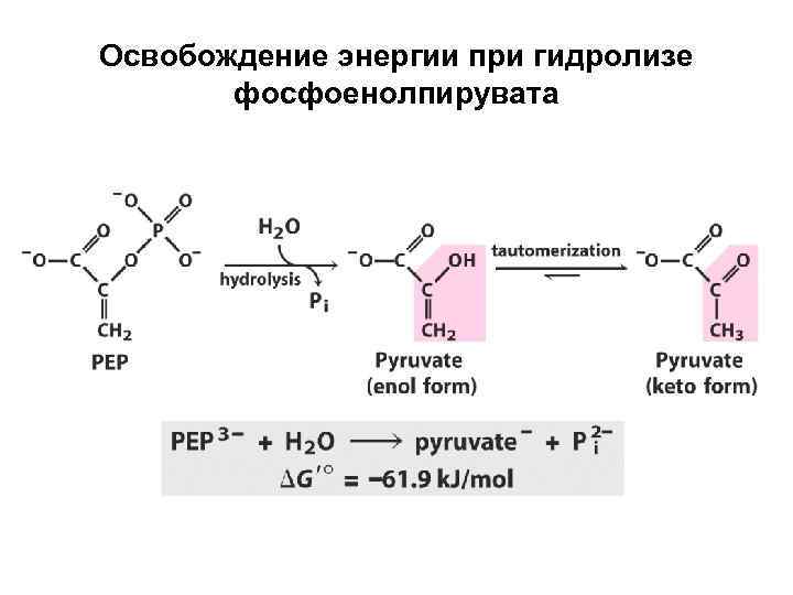 Освобождение энергии при гидролизе фосфоенолпирувата 
