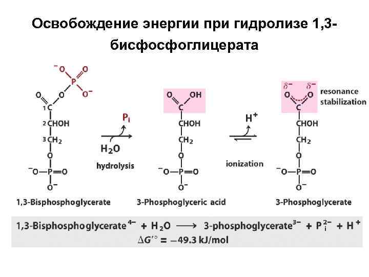 Освобождение энергии при гидролизе 1, 3 бисфосфоглицерата 
