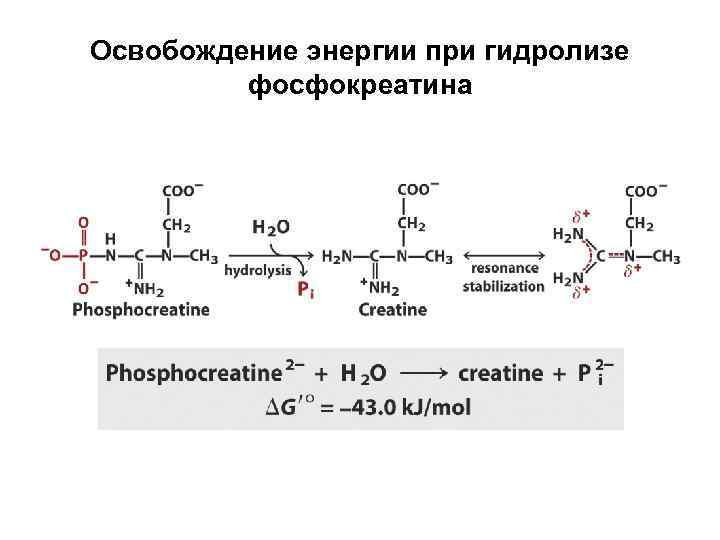 Освобождение энергии при гидролизе фосфокреатина 