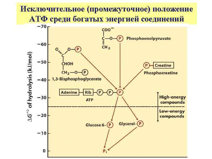 Исключительное (промежуточное) положение АТФ среди богатых энергией соединений 