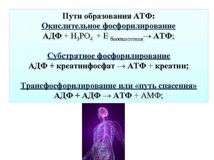 Пути образования АТФ: Окислительное фосфорилирование АДФ + Н 3 РО 4 + Е биоокисления→