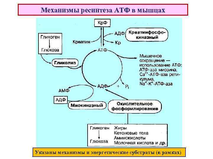 Механизмы ресинтеза АТФ в мышцах Указаны механизмы и энергетические субстраты (в рамках) 