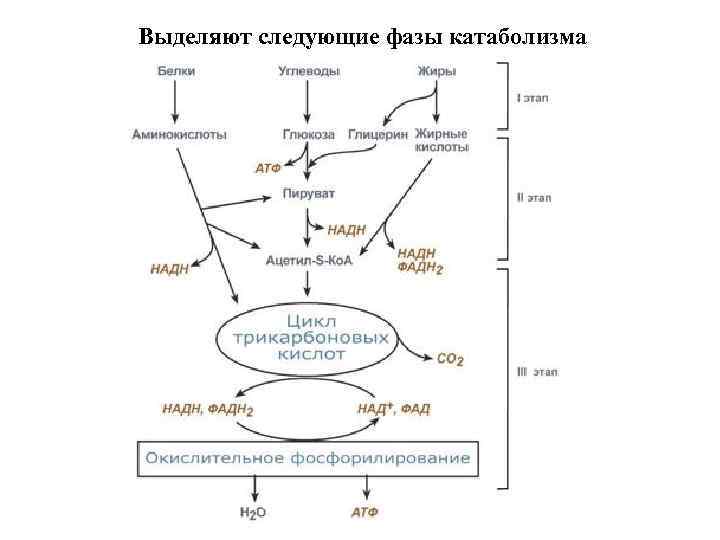 Выделяют следующие фазы катаболизма 