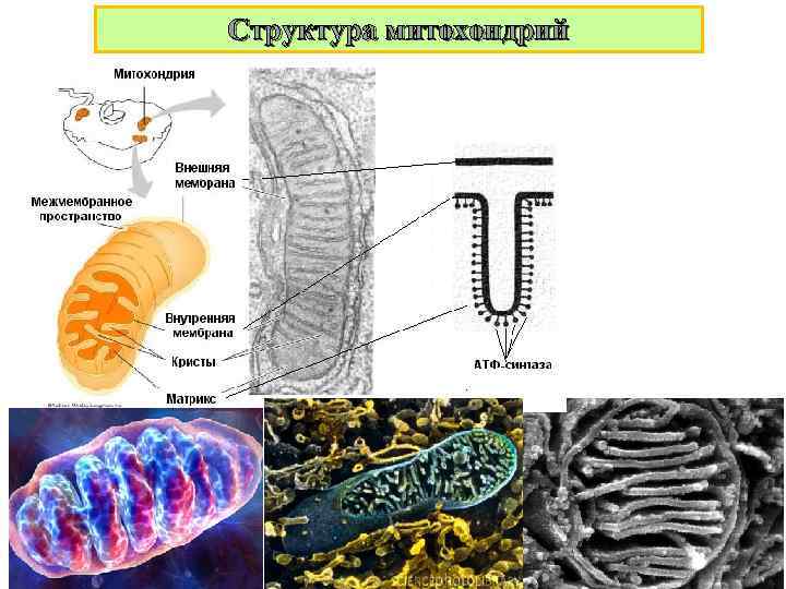 Структура митохондрий 