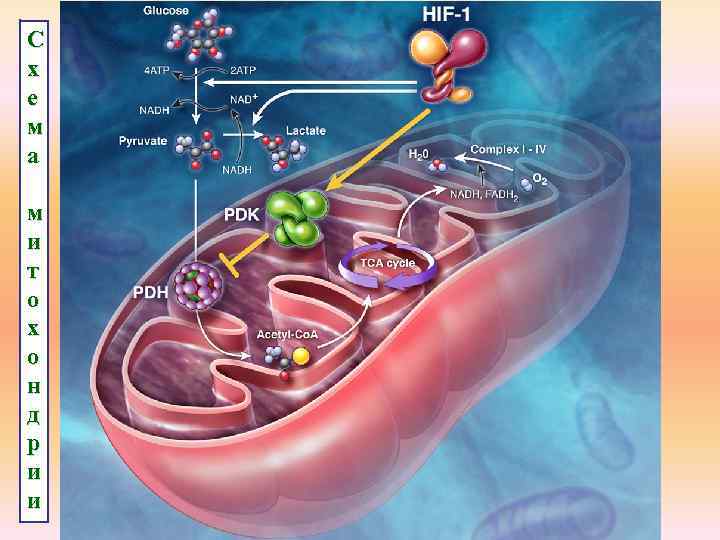 С х е м а м и т о х о н д р
