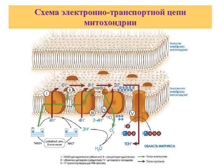 Схема электронно-транспортной цепи митохондрии 