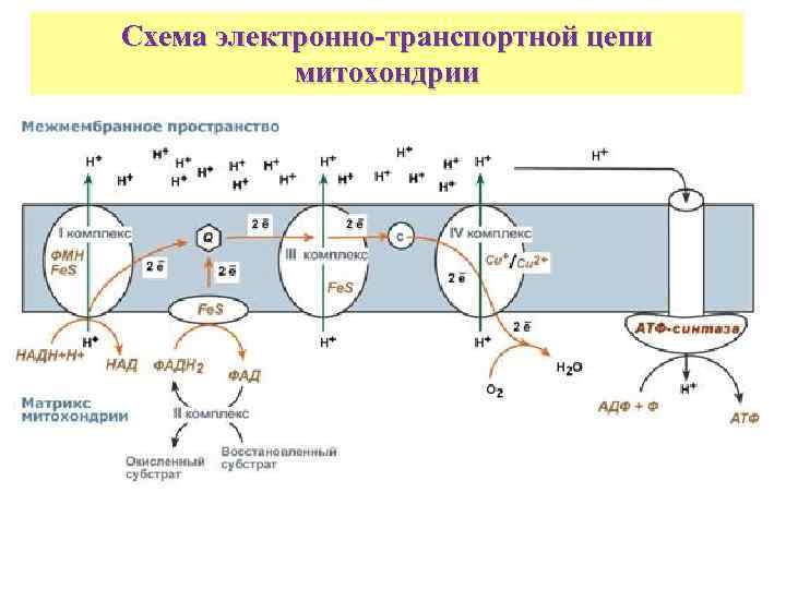 Схема электронно-транспортной цепи митохондрии 