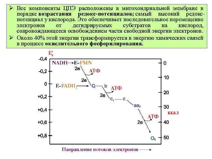 Ø Все компоненты ЦПЭ расположены в митохондриальной мембране в порядке возрастания редокс-потенциалов; самый высокий