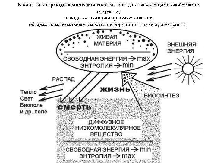 Клетка, как термодинамическая система обладает следующими свойствами: открытая; находится в стационарном состоянии; обладает максимальным