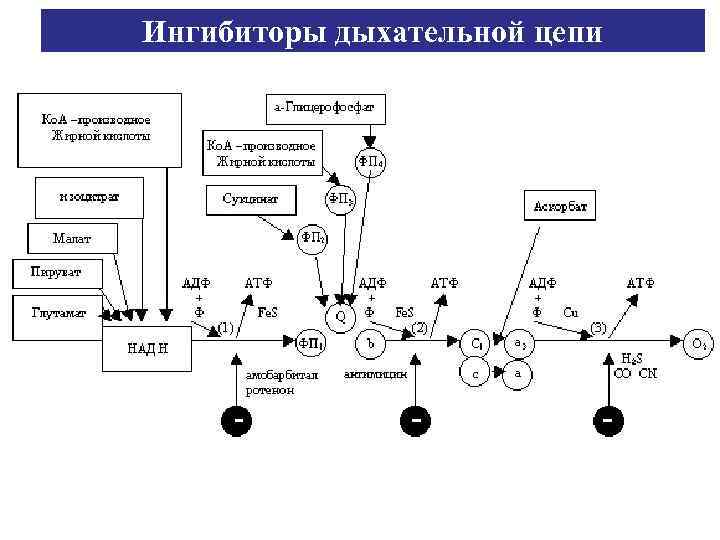 Ингибиторы дыхательной цепи 