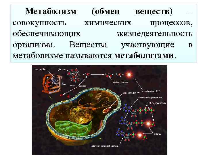 Назовите вещества участвующие в процессе обмена веществ. Метаболизм это совокупность процессов. Совокупность химических процессов организма.. Метаболизм это совокупность химических процессов. Процессы участвующие в метаболизме.