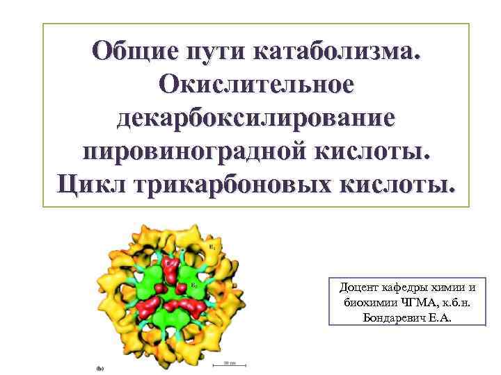 Общие пути катаболизма. Окислительное декарбоксилирование пировиноградной кислоты. Цикл трикарбоновых кислоты. Доцент кафедры химии и