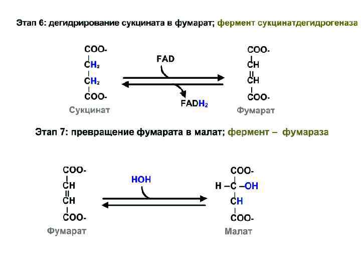 В результате дегидрирования. Окисление сукцината в фумарат. Превращение фумарата в сукцинат. Окисление сукцината до фумарата. Сукцинат окисление.