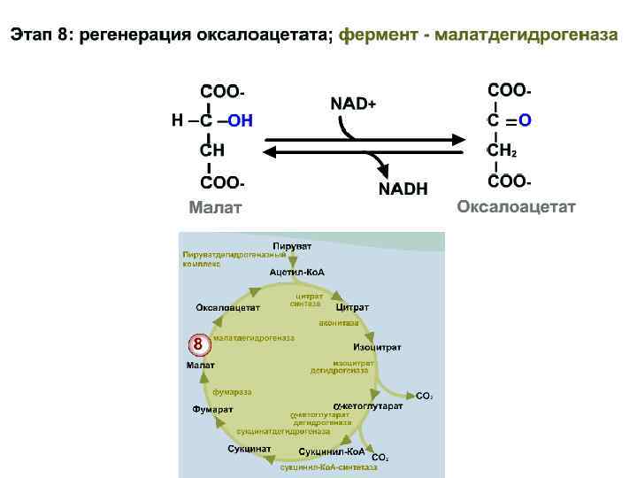 Окислительное декарбоксилирование пирувата схема