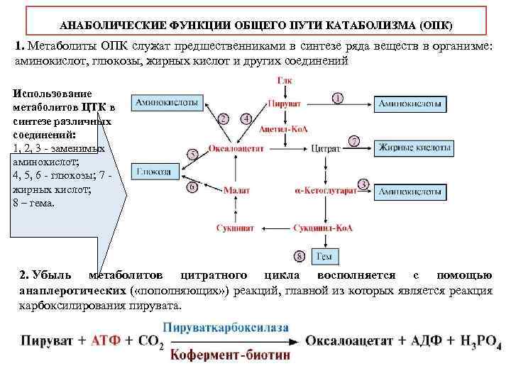 Схема общий путь катаболизма