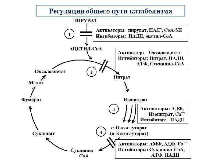 Схема общего пути катаболизма