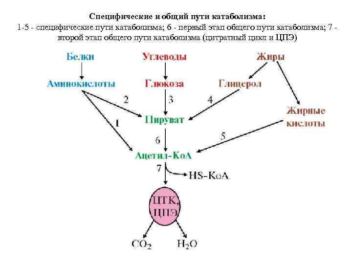 Этап катаболизма глюкозы