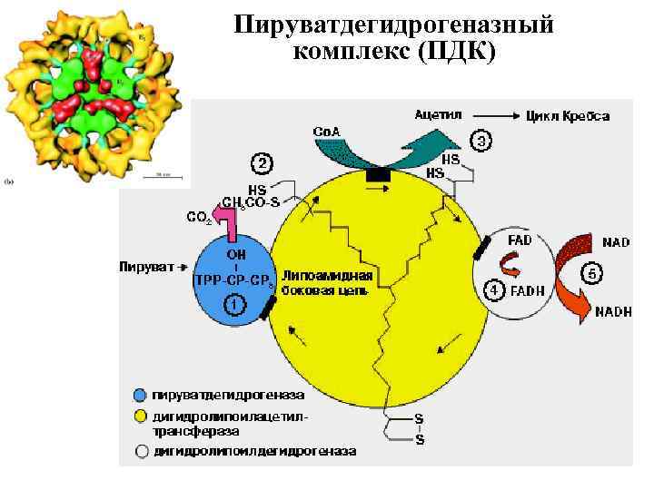 Схема общего пути катаболизма