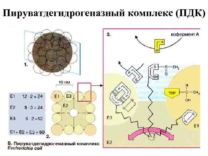 Пируватдегидрогеназный комплекс (ПДК) 