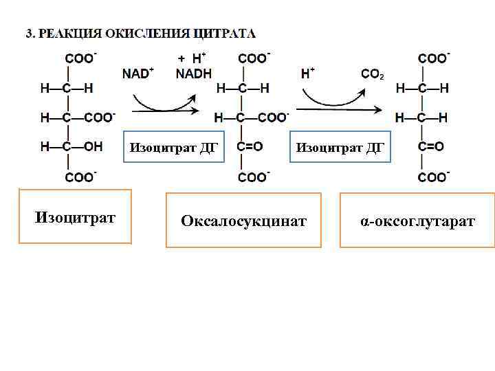 Схема окислительного декарбоксилирования пирувата