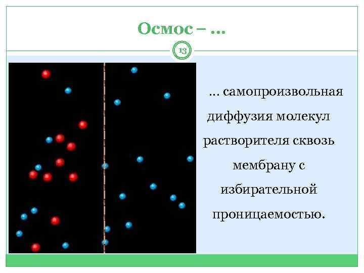 Осмос … 13 … самопроизвольная диффузия молекул растворителя сквозь мембрану с избирательной проницаемостью. 