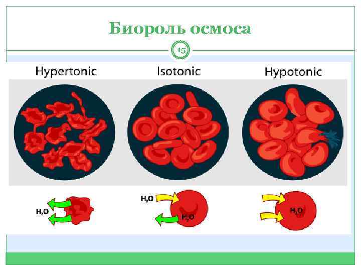 Биороль осмоса 15 