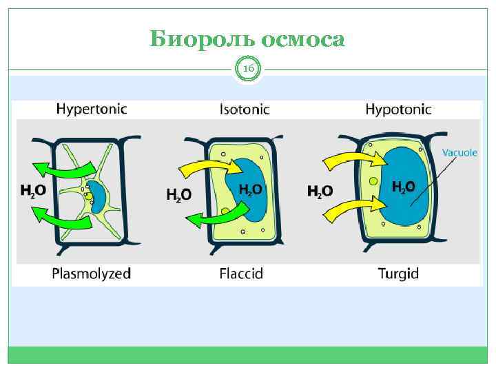 Биороль осмоса 16 