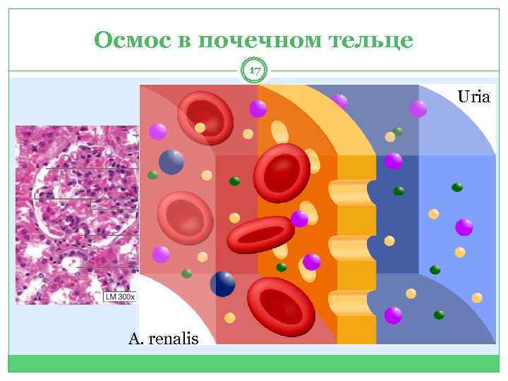 Осмос в почечном тельце 17 Uria A. renalis 