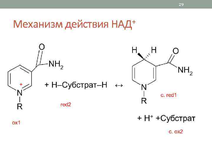 29 Механизм действия НАД+ 