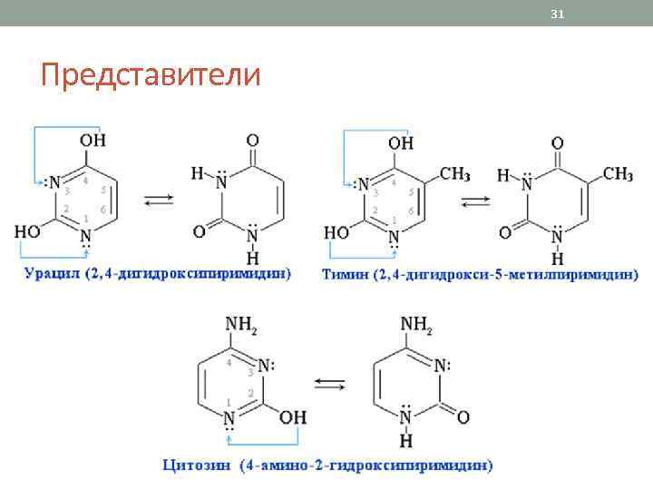 31 Представители 