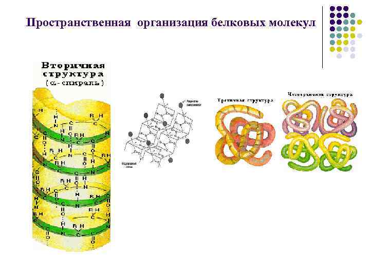 Пространственная организация белковых молекул 