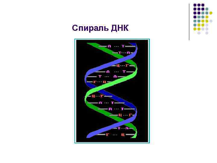 Спираль ДНК 