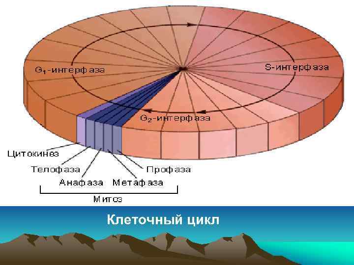 Клеточный цикл 