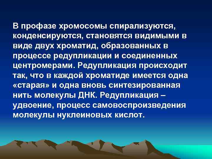 В профазе хромосомы спирализуются, конденсируются, становятся видимыми в виде двух хроматид, образованных в процессе