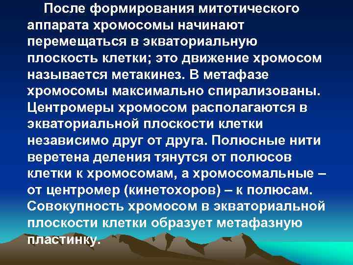 После формирования митотического аппарата хромосомы начинают перемещаться в экваториальную плоскость клетки; это движение хромосом