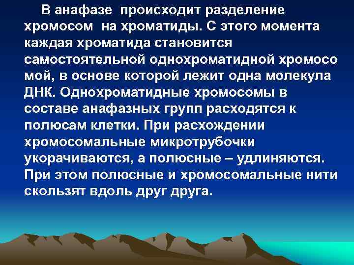 В анафазе происходит разделение хромосом на хроматиды. С этого момента каждая хроматида становится самостоятельной