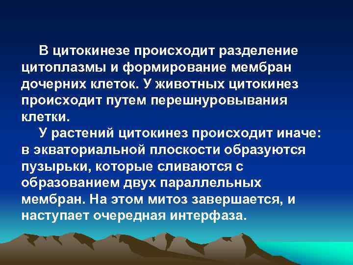 В цитокинезе происходит разделение цитоплазмы и формирование мембран дочерних клеток. У животных цитокинез происходит