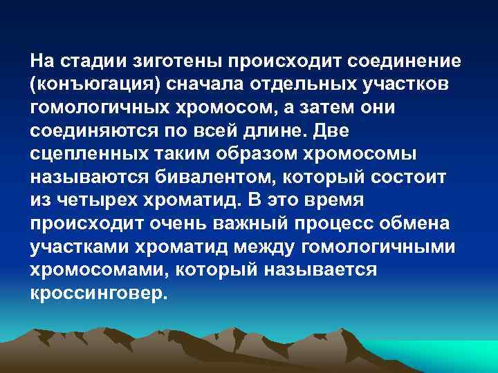 На стадии зиготены происходит соединение (конъюгация) сначала отдельных участков гомологичных хромосом, а затем они