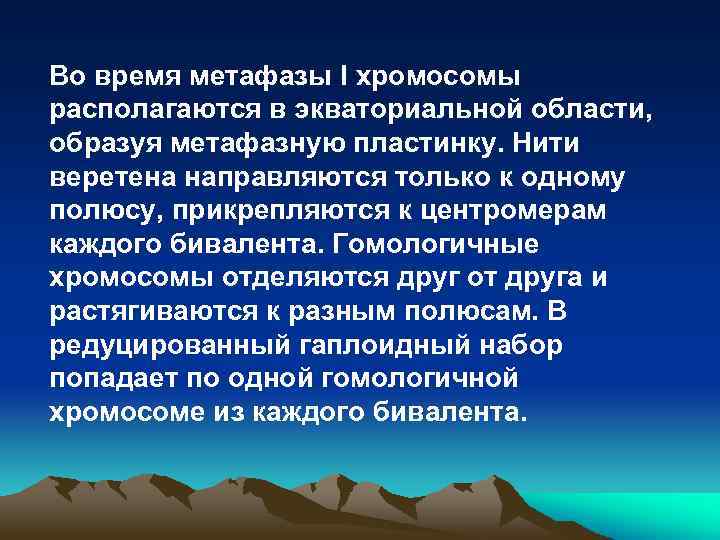 Во время метафазы I хромосомы располагаются в экваториальной области, образуя метафазную пластинку. Нити веретена