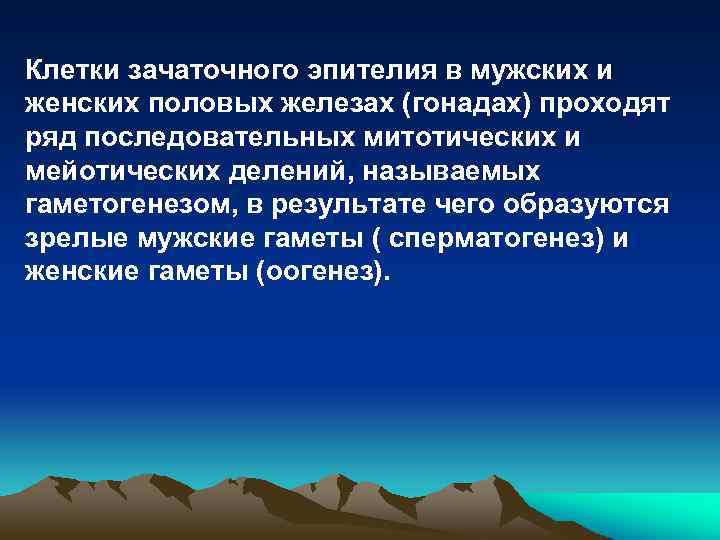 Клетки зачаточного эпителия в мужских и женских половых железах (гонадах) проходят ряд последовательных митотических