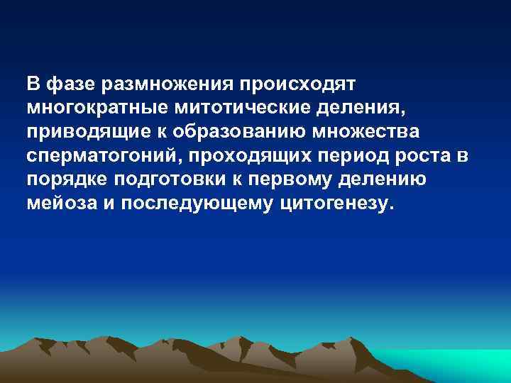 В фазе размножения происходят многократные митотические деления, приводящие к образованию множества сперматогоний, проходящих период