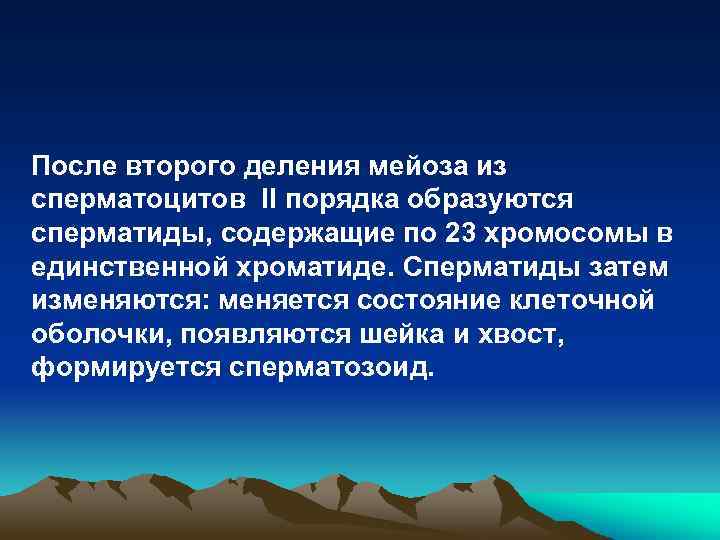 После второго деления мейоза из сперматоцитов II порядка образуются сперматиды, содержащие по 23 хромосомы