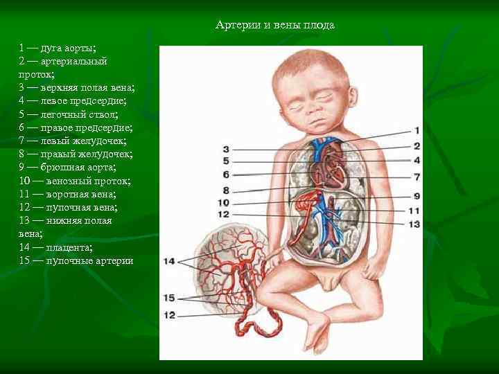 Артерии и вены плода 1 — дуга аорты; 2 — артериальный проток; 3 —